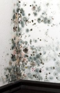 Severe black mold growth on interior wall corner, indicating poor air quality and need for air duct cleaning.